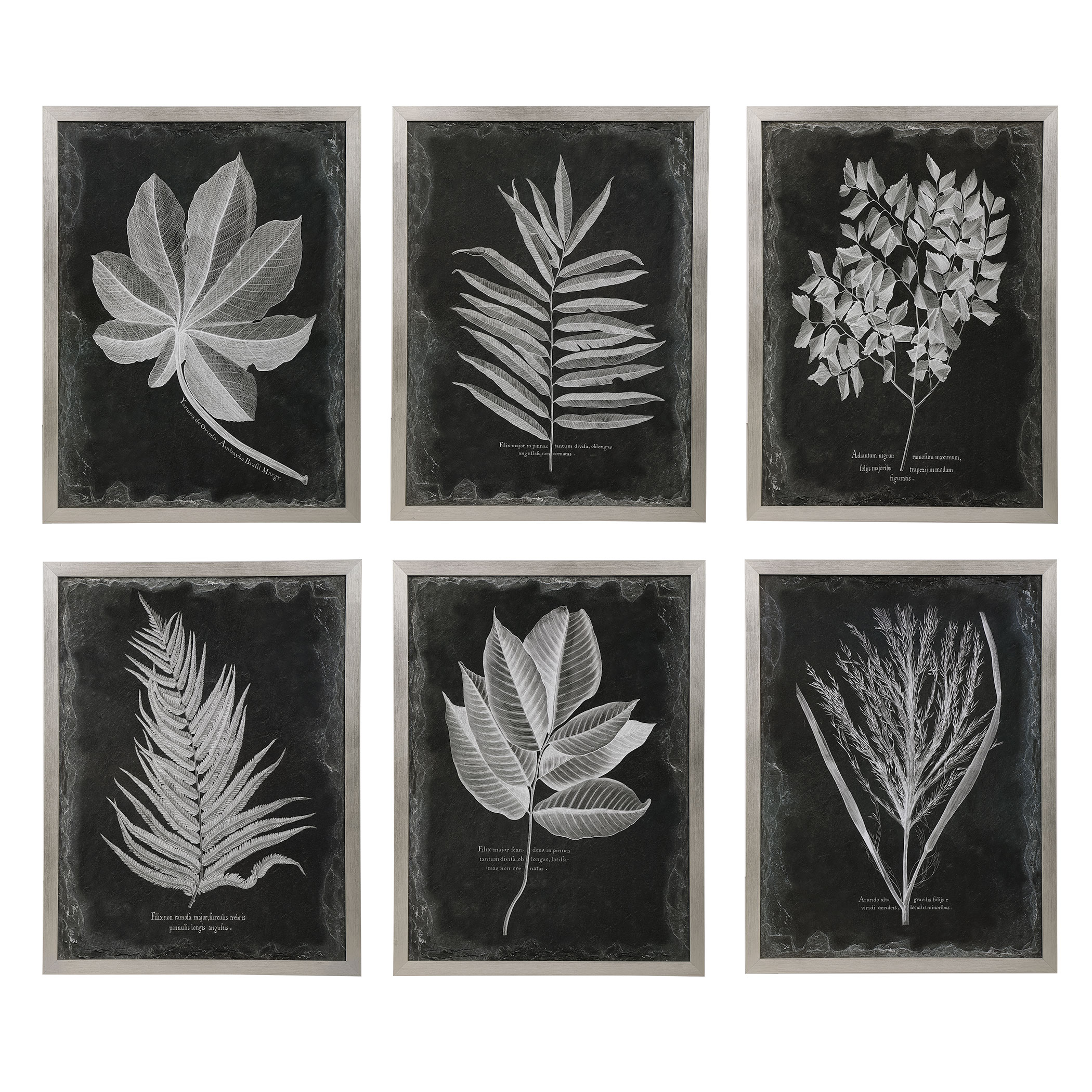 Picture of FOLIAGE FRAMED PRINTS