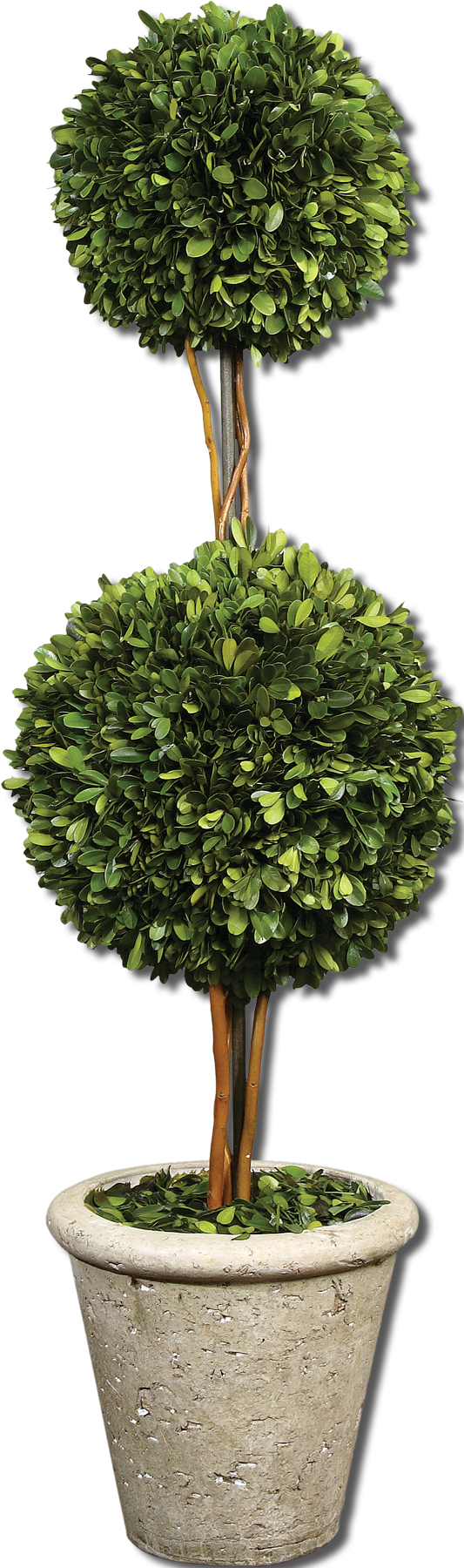 Picture of 2-SPHERE TOPIARY PRESERVED BOXWOOD