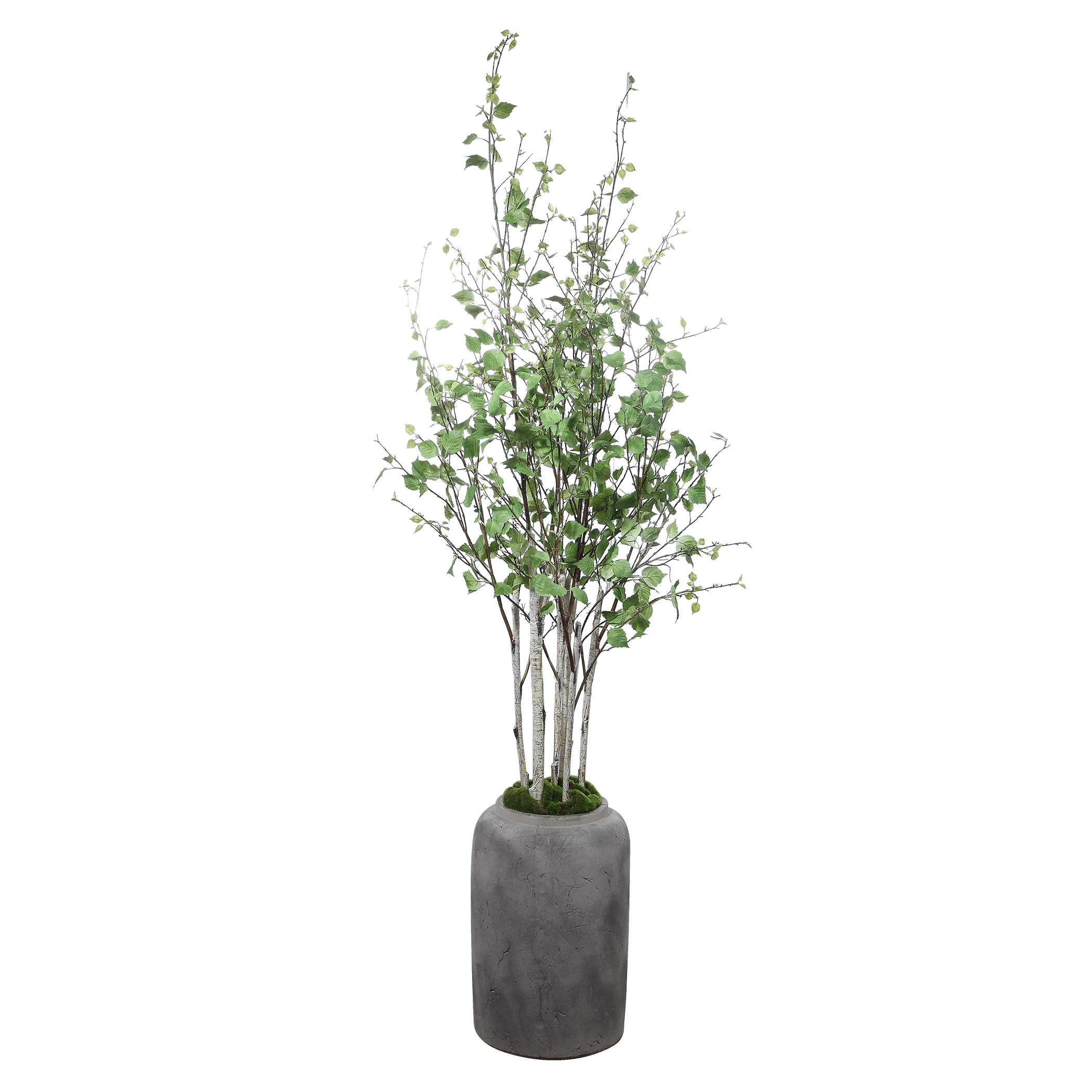 Online Designer Home/Small Office Aldis Potted River Birch