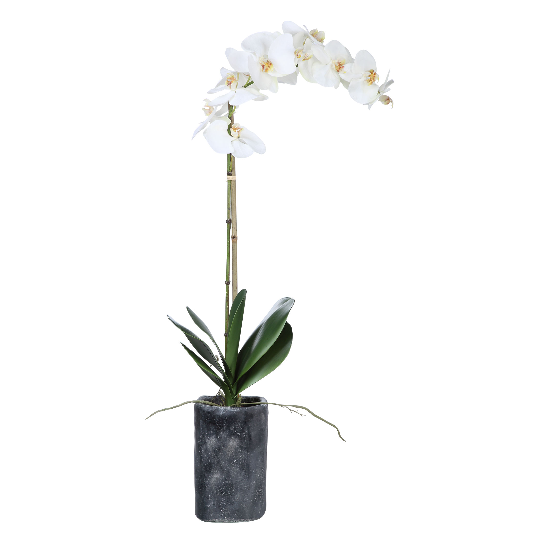 Picture of EPONINE WHITE ORCHID