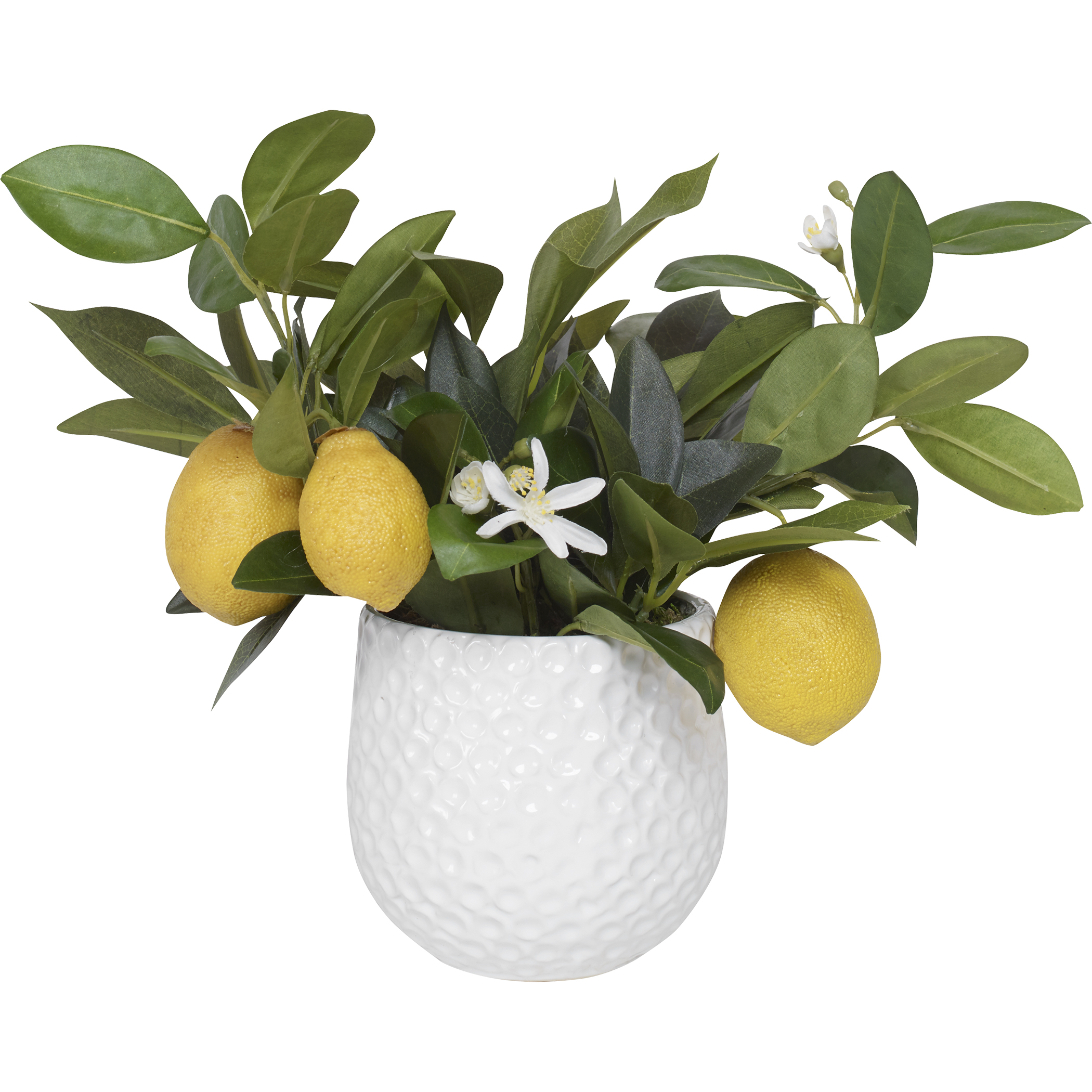Online Designer Living Room Positano Lemon In White Pot